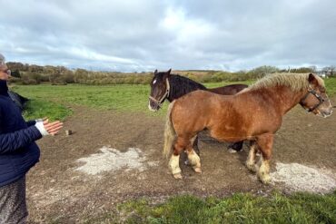 Histoire de mes premiers pas en magnétisme animal : un troupeau de vaches et un cheval en détresse
